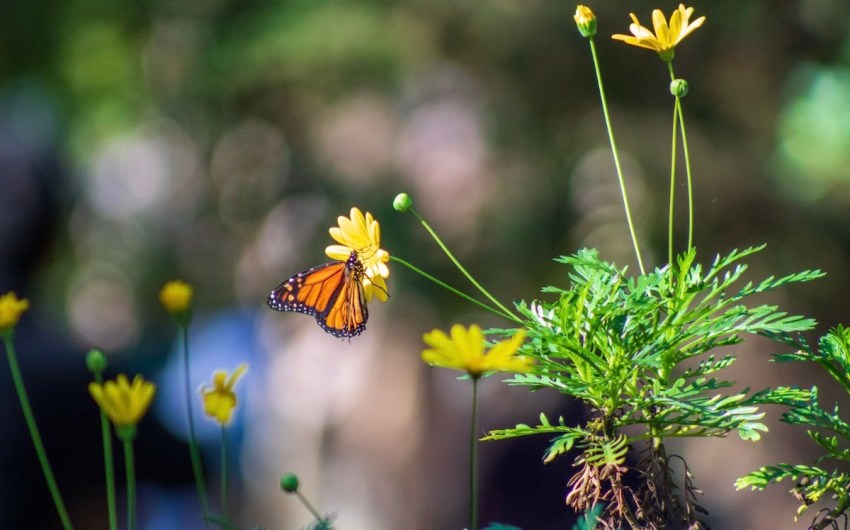 Monarch Butterflies on Track to Receive Federal Protection by 2030